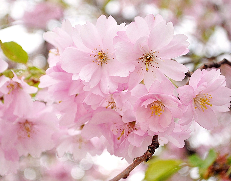 整体看起来非常有高雅气质,画家也画不出这样的景色,来看看吧