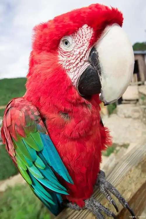 璀璨绚丽的猩红金刚鹦鹉雨林之宝与生态守护者