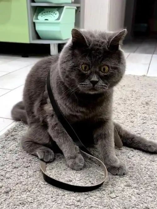 俄罗斯网红猫天生表情包脸吸了30多万粉