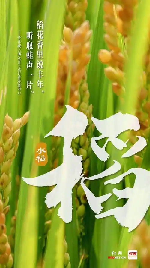 海报丨五谷丰登 - adobeedu-aigc联盟