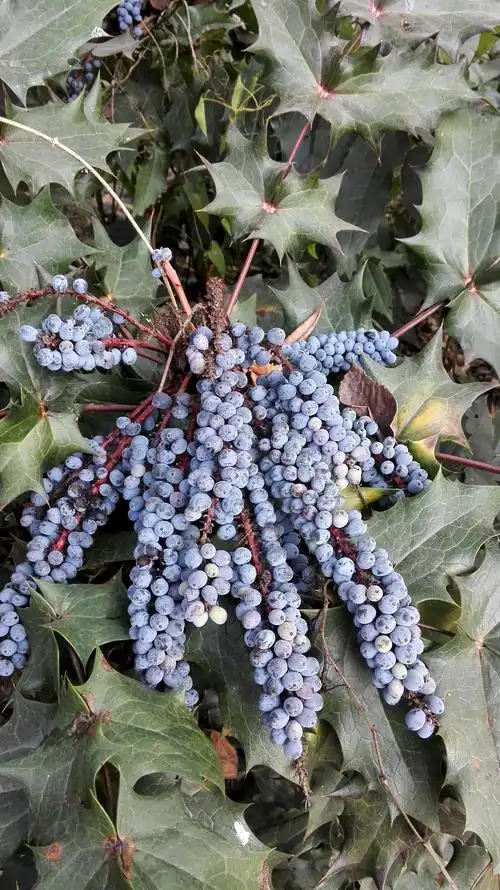 20211004阔叶十大功劳mahoniabealeifortcarr