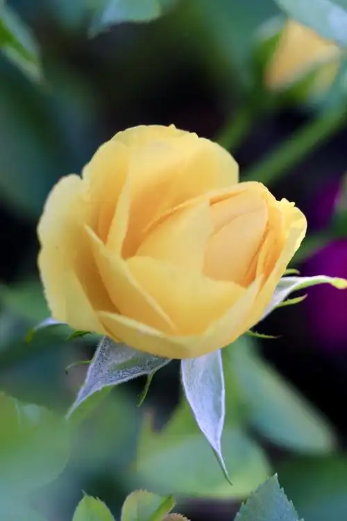 斑斓交织相映衬～那些开在夏天的花朵(2020年6月)