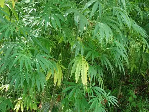 火麻是何物火麻的种子叫火麻仁,压榨而成的油叫火麻油,做成茶则叫火麻