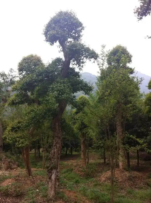 刺冬青(五加皮)