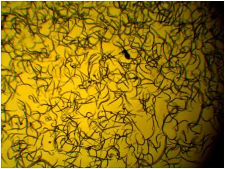 治根结线虫最好的药-佛山盈辉作物科学