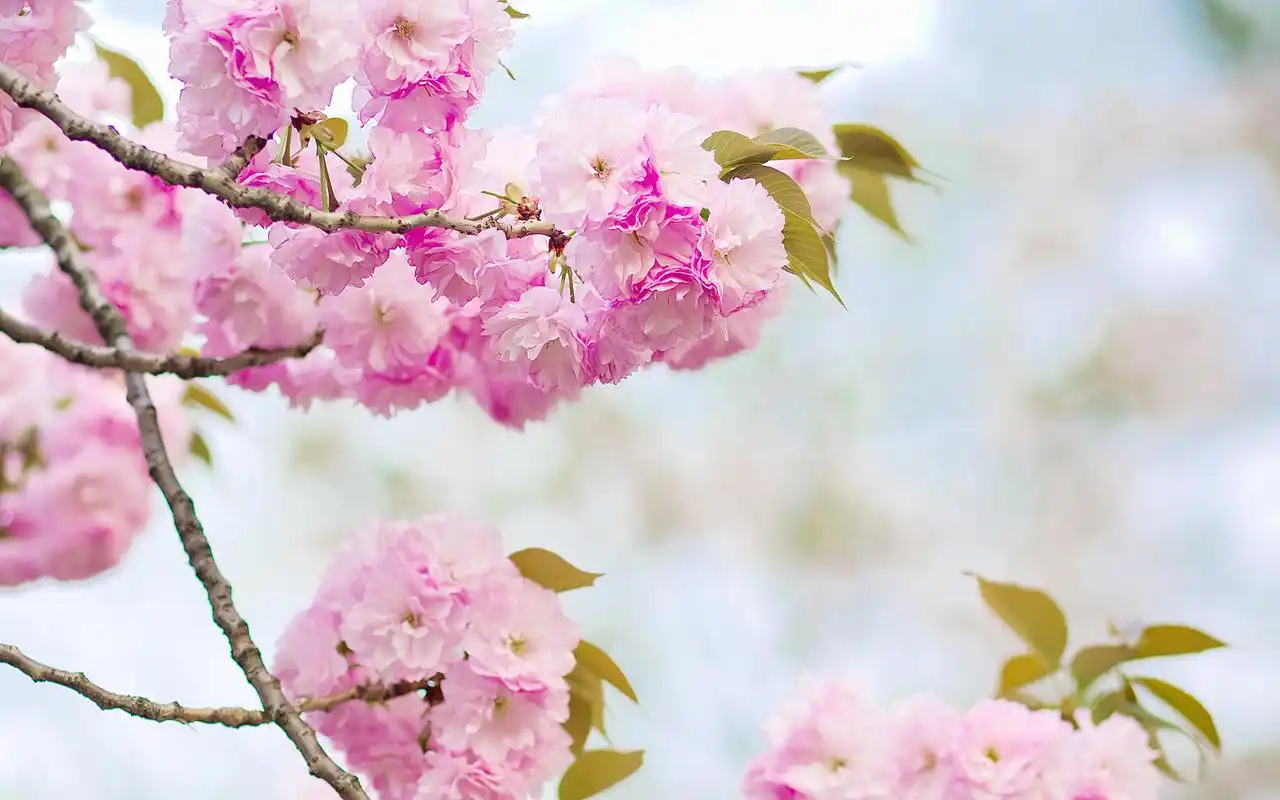 好看的小清新樱花唯美图片桌面壁纸