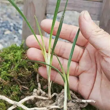 蕙兰白心草一组