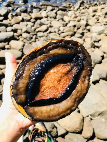 抓鲍鱼|吃都吃不完的黑边鲍_鲍鱼_徒步_美味_澳洲_海草_爬山_美食