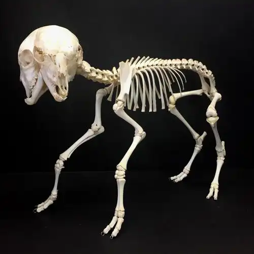 一副罕见的出生于加拿大安大略的双头山羊骨架标本 by witchy-k1tten