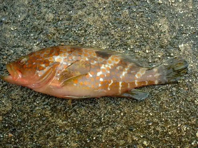 100种好吃且高颜值海鱼2100