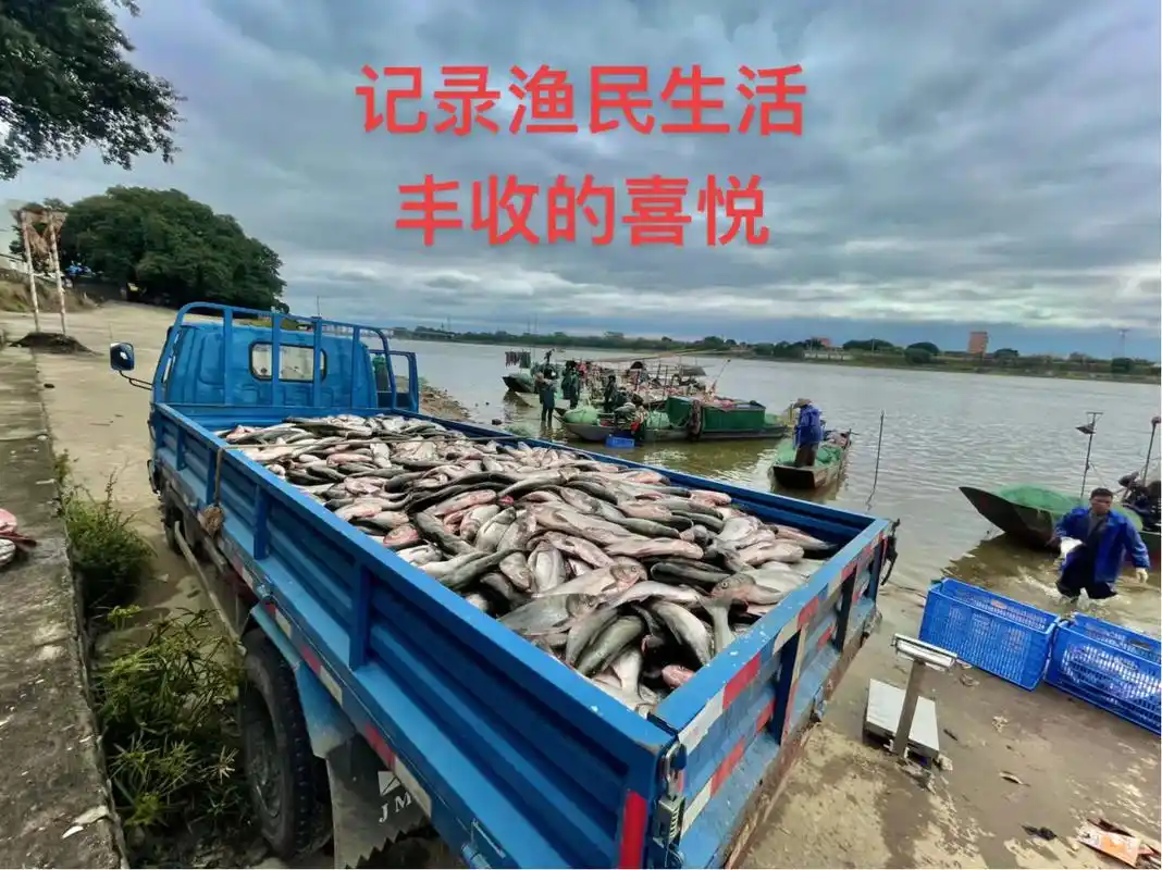 渔民大丰收的 #鱼获满满 - 抖音