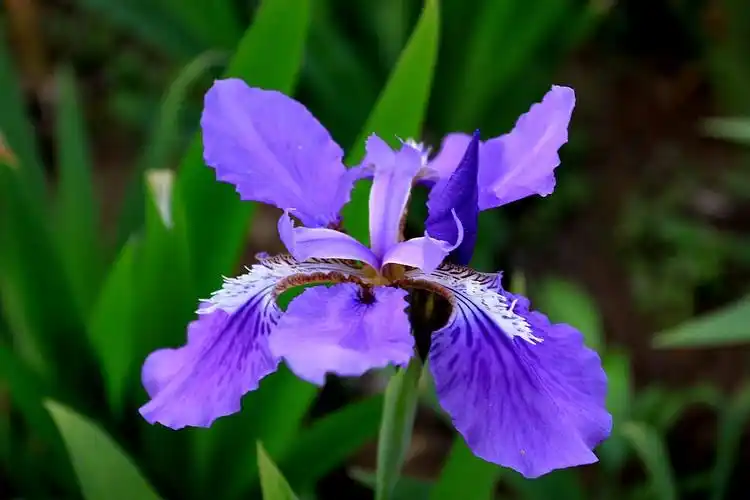 紫色鸢尾花的花语是吉祥和爱意,通常是代表着美好的生活的含义,也代表