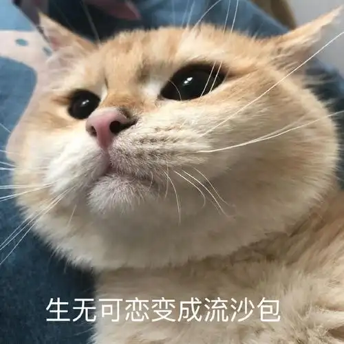 萌宠gif喵星人gif生无可恋gif我好难过gif憨憨gif可爱gif