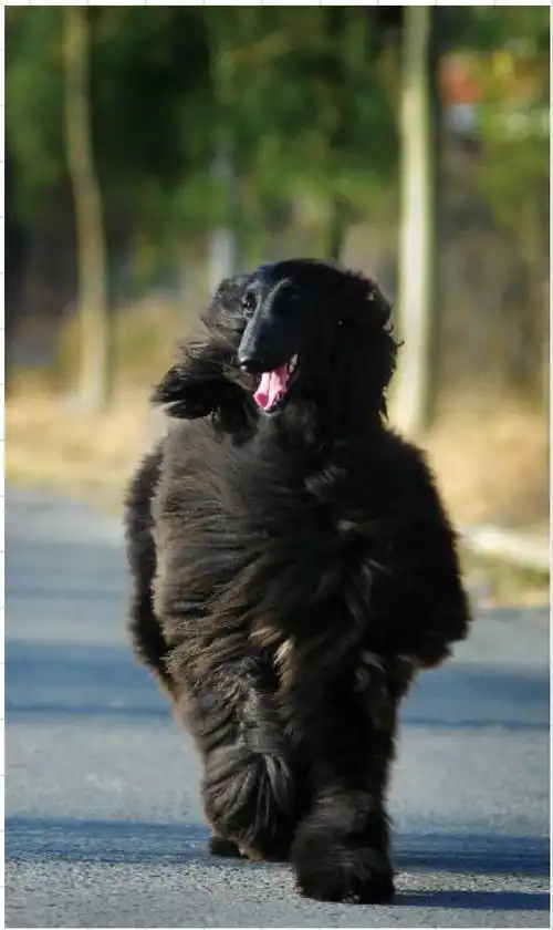 阿富汗猎犬世界名犬图鉴