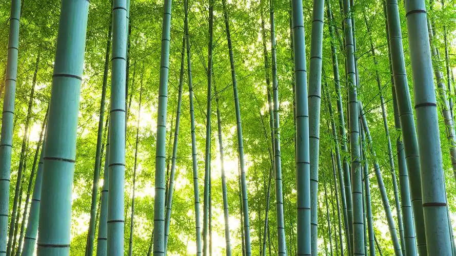 清新绿色竹林护眼高清壁纸