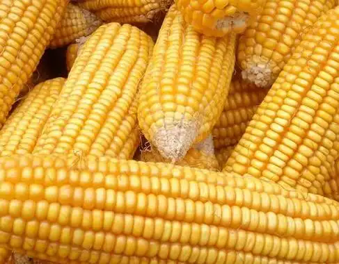 通辽黄玉米