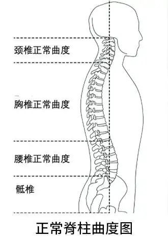 腰酸腰痛腰椎间盘突出,中医整脊来帮您!_肌肉_治疗_脊柱