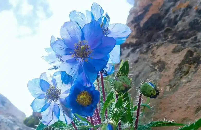 🌸绿绒蒿:高山之巅的绚烂花朵🌸