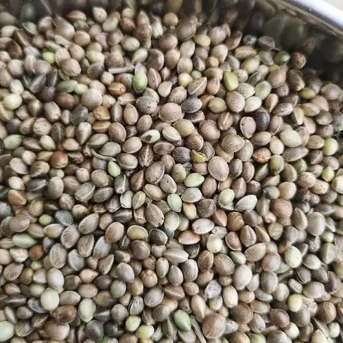 【亏本卖3天】中药材火麻子火麻仁/麻籽火麻仁 无硫新货 火麻仁1000克