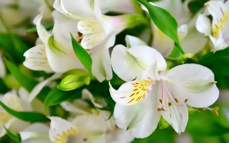 桌布 白百合,花朵,花瓣,微距摄影 3840x2160 uhd 4k 高清桌布, 图片