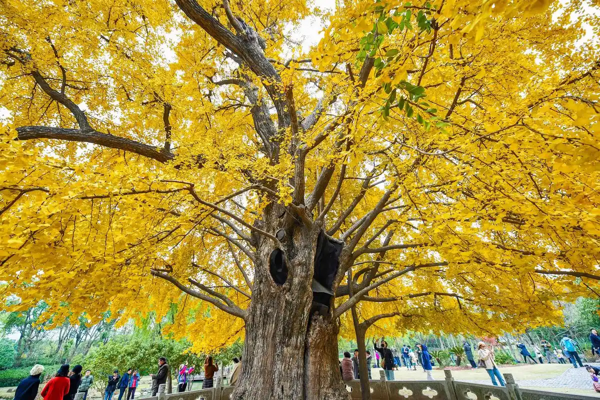 嘉定银杏树王迎来最佳观赏期,一睹古树风采要抓紧啦