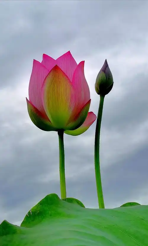 雨中的风景雨中的荷塘雨中的荷花生命虽历经沧桑却依然美丽动人