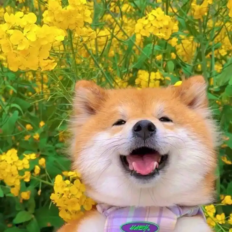 不开心了就来看看小狗勾的笑容呀!