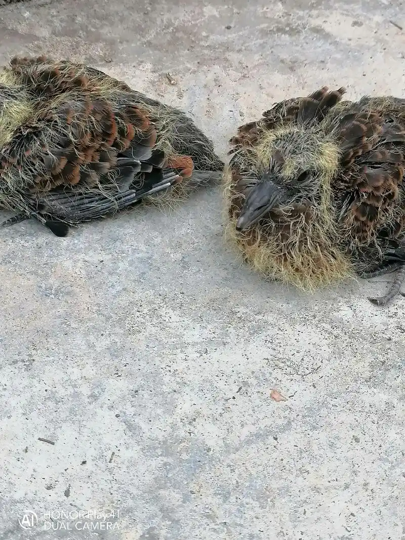 从树桩上掉下来的小斑鸠,没了妈妈看着可怜,喂养几天能飞了放回 - 抖