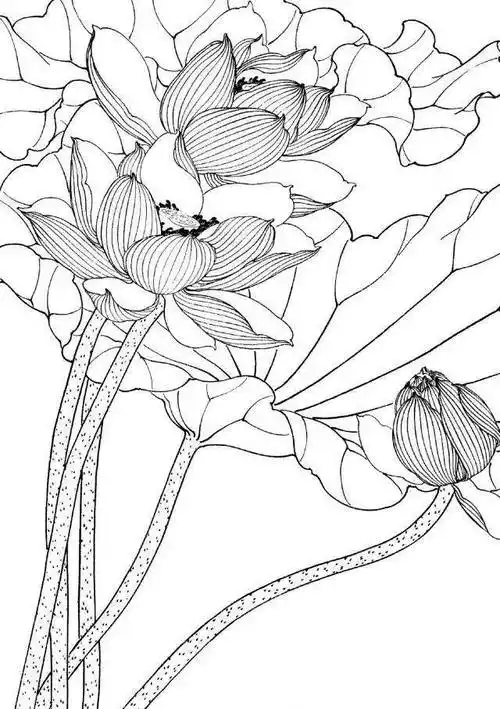 工笔线描花卉画谱——荷花_白描
