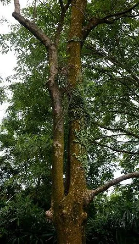 说一说大红酸枝