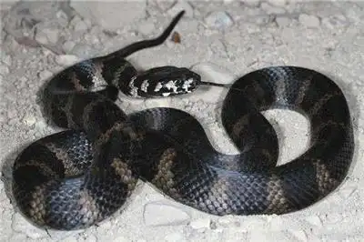 黑色条纹盔头蛇动物图片