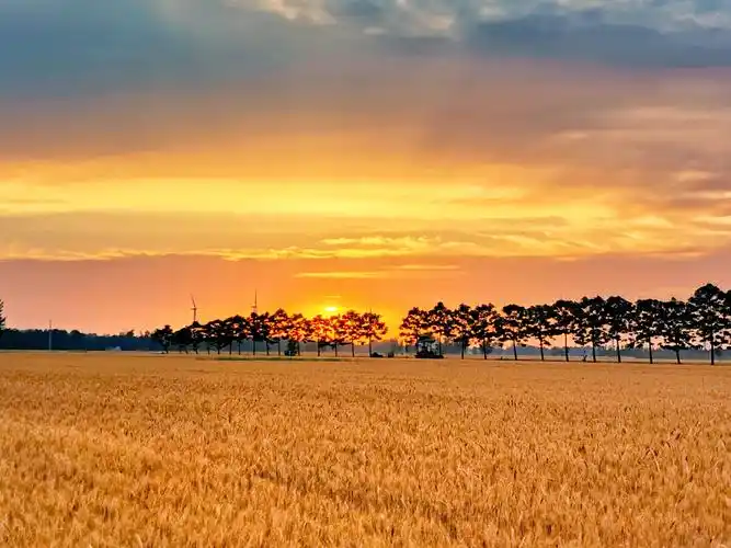 夕阳下的金色麦浪