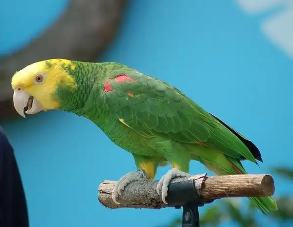 p> b>双黄头亚马逊鹦鹉 /b>( i>amazona oratrix /i>),又名 b>黄头