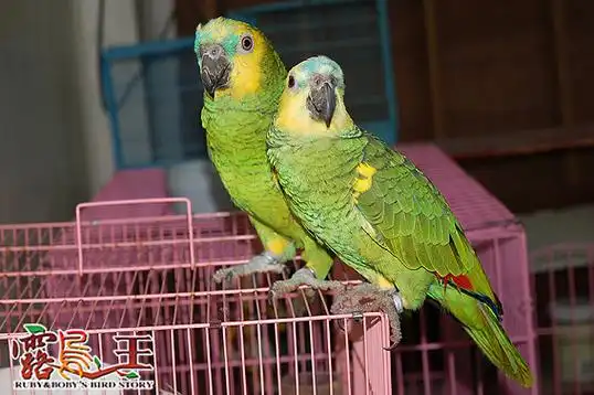 黄翼亚马逊鹦鹉