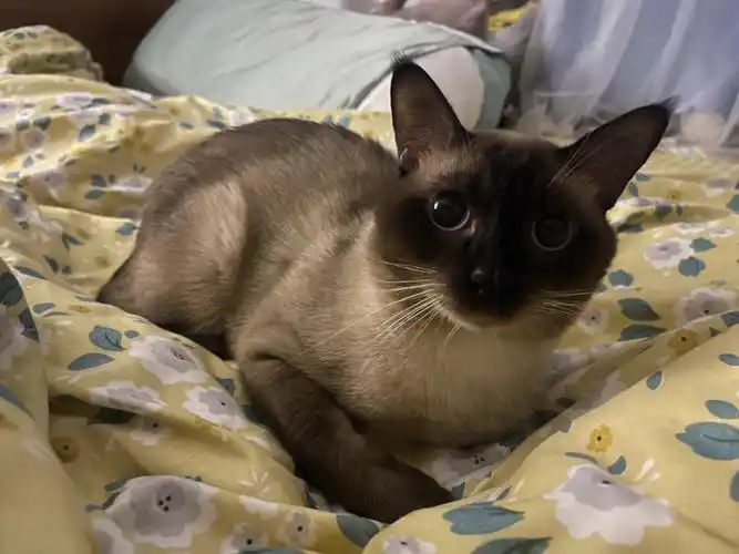 冬日限定只有天冷了才会跟我睡觉铲屎外加行走热水袋#我有一只暹罗猫