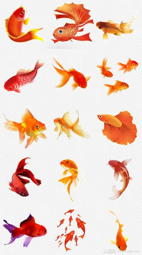 金鱼png免抠素材