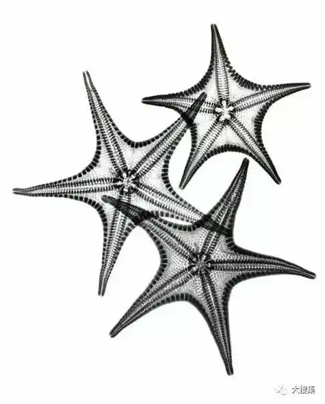 天然唯美黑白装饰画,竟来自海洋