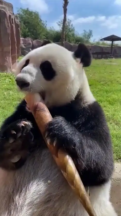 看着大熊猫吃竹笋的样子超级下饭的有木有