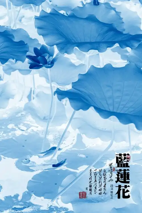 蓝莲花许巍蓝莲花