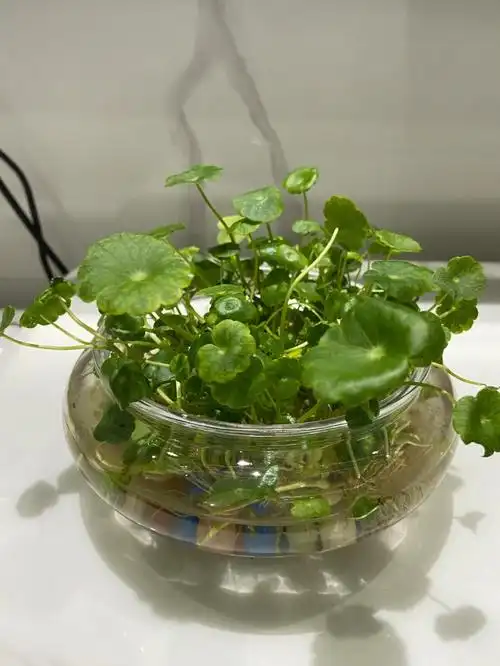 水培铜钱草