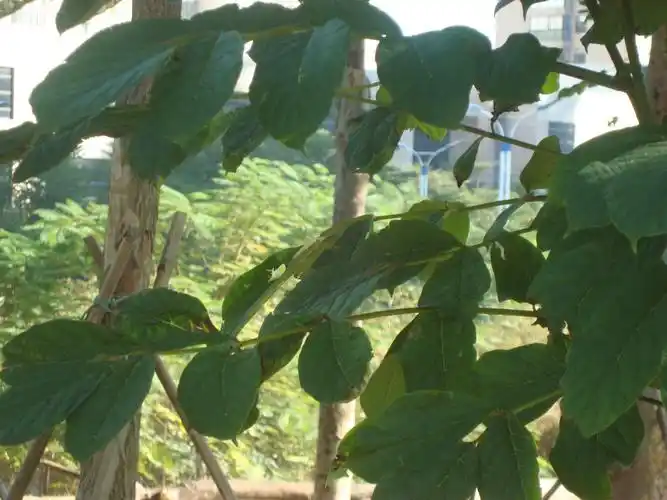 一棵树,是奇数羽状复叶,叶面厚,但不是革质,表面不发亮,请问是啥树.