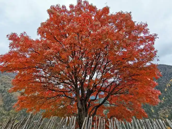 走进心灵的驿站---2020年秋川西行摄录