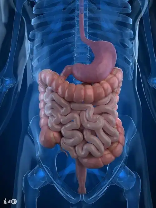 对鼻炎有特殊效果的一颗小草