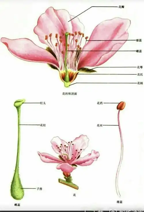 为了更好的开展活动,我们提前了解花的结构图