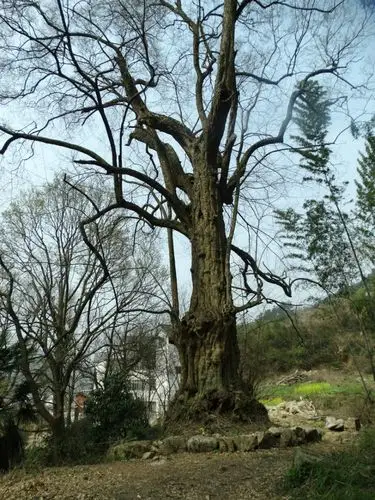 十二檀树天地酬——挺进大别山(4)【原创】 - 石淦 - 我的博客