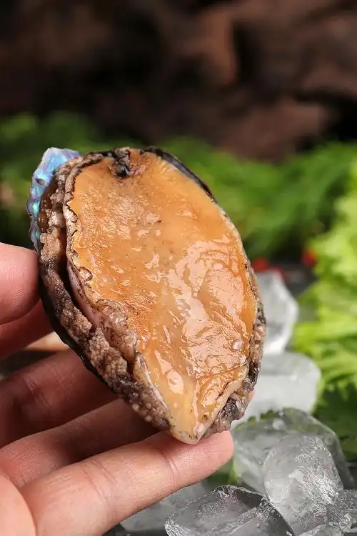 鲍鱼丨生鲜海产品客户约拍丨年末拍了一堆海鲜