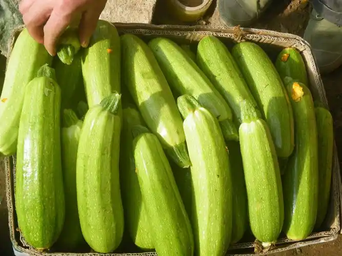 5元/斤_西葫芦价格行情_蔬菜商情网