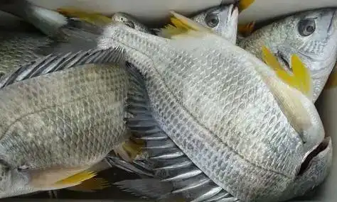黄鲷鱼