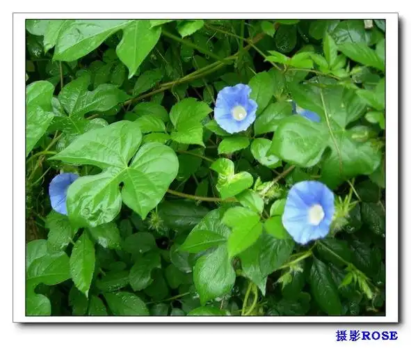 裂叶牵牛花 百度图片可以验证