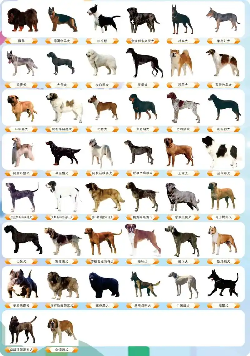 烈性犬名录2大型犬标准是指体高(ab)达到60厘米(站立时从地面到肩部最